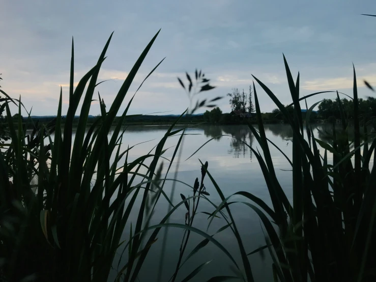 water with tall grass and green vegetation in the foreground