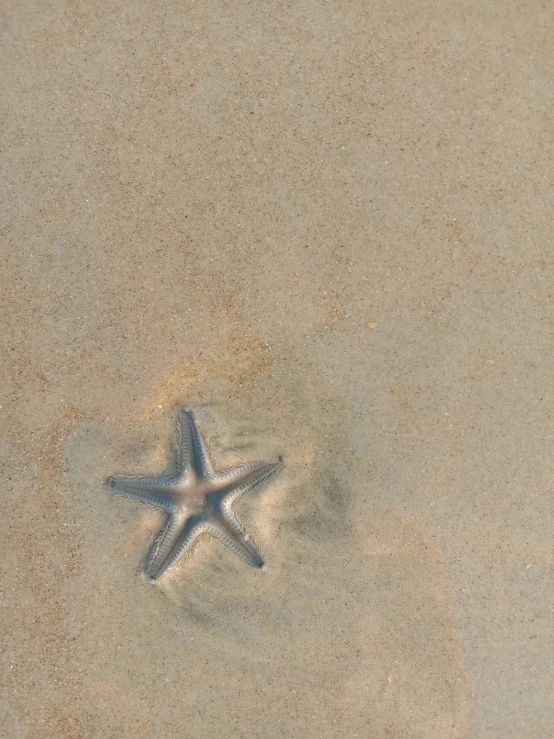 a starfish in the sand on a beach