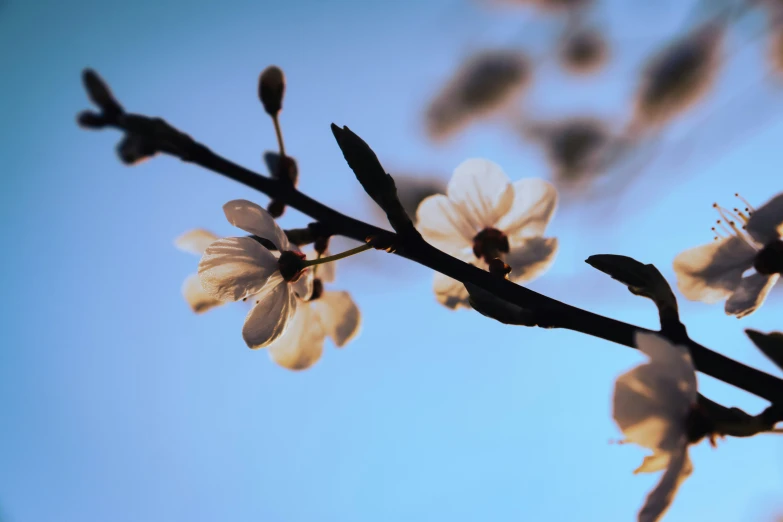 a nch with white flowers, in the blue sky