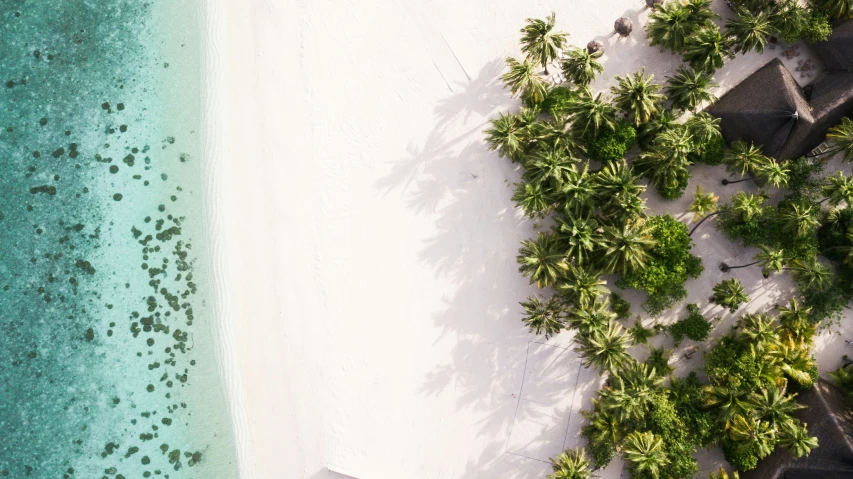 some palm trees that are on the side of a beach