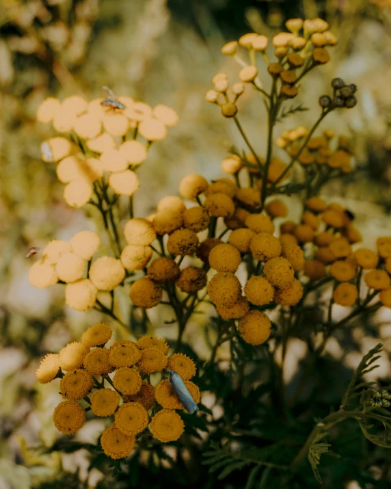 the top of some flowers with bees flying about