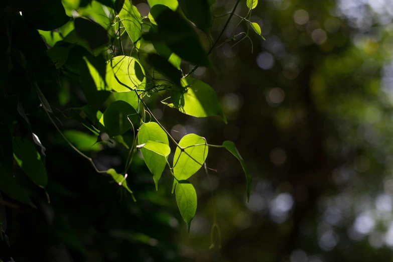 leaves hang from a nch with sunlight shining through them