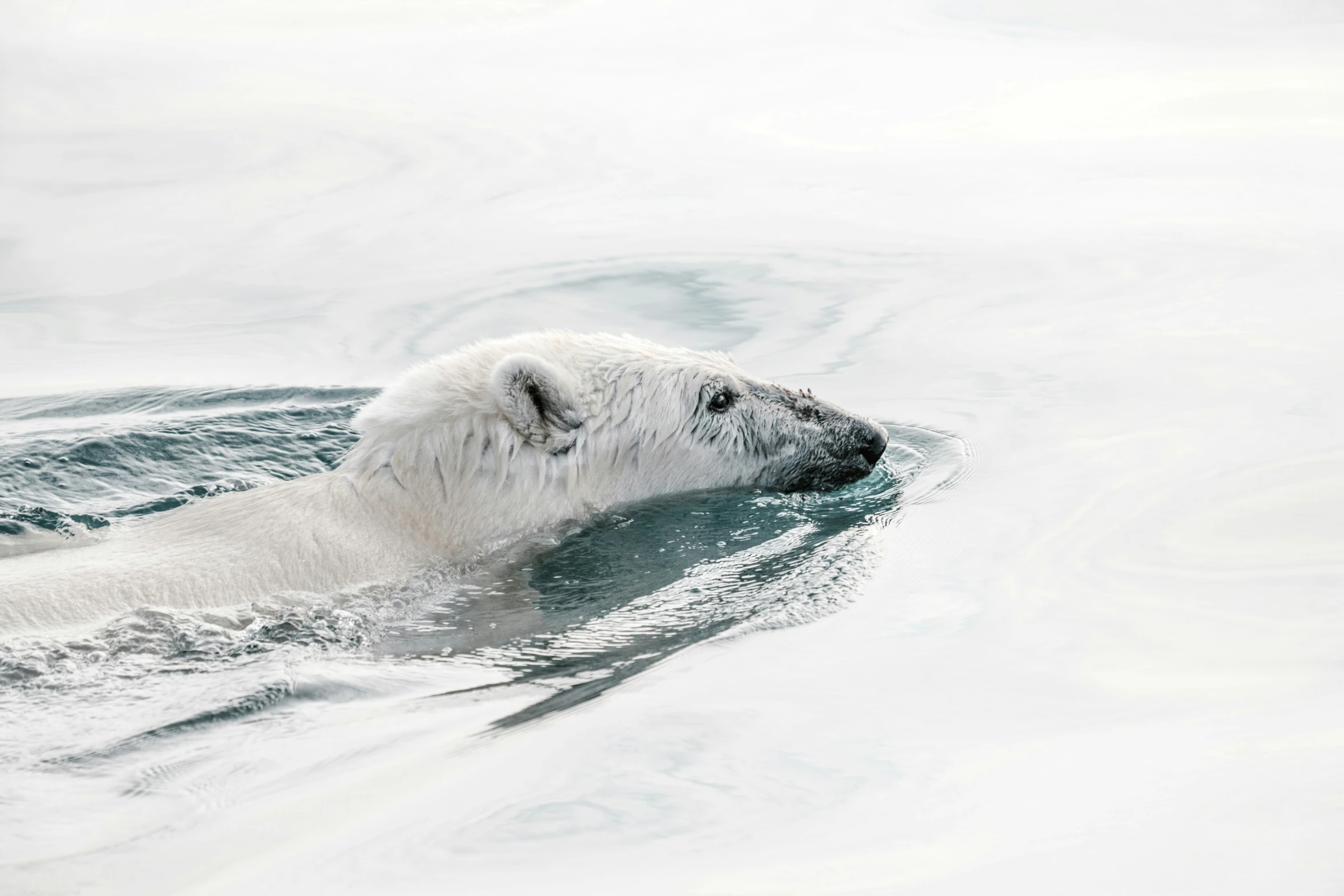 an animal is swimming on the water with a lot of frizz