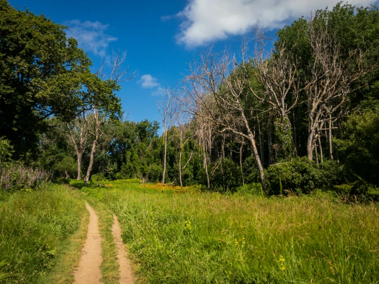 a dirt path winds through the jungle with tall grass