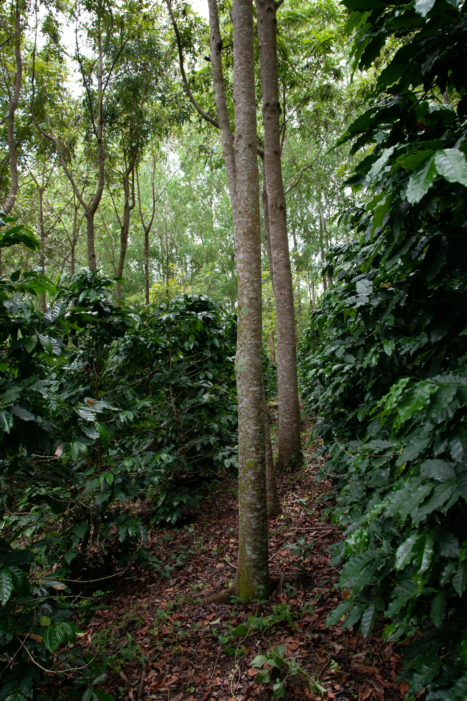 some trees near a few bushes and plants