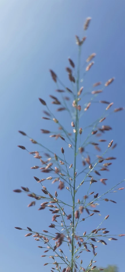 small plants are blowing in the wind on the beach