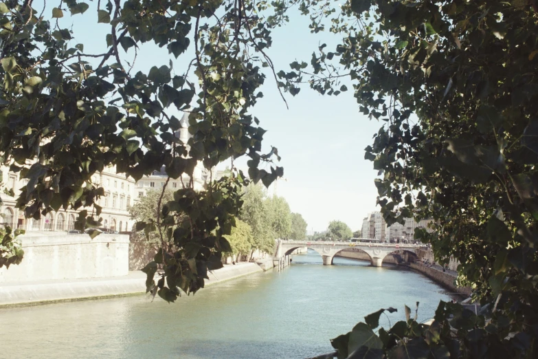 trees lining a body of water next to a bridge