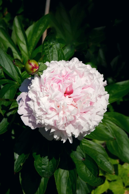 this is an image of a flower blooming