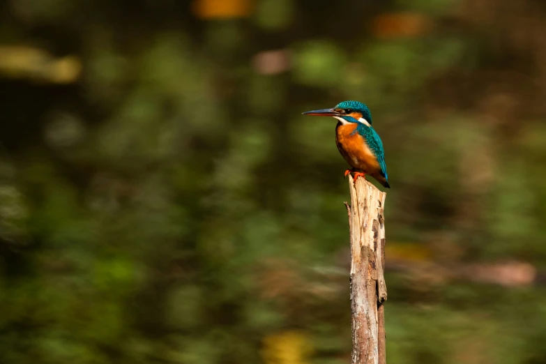 a colorful bird perched on a wooden nch in the woods