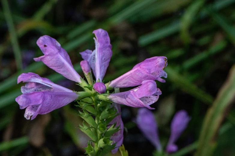 a single pink flower in a field