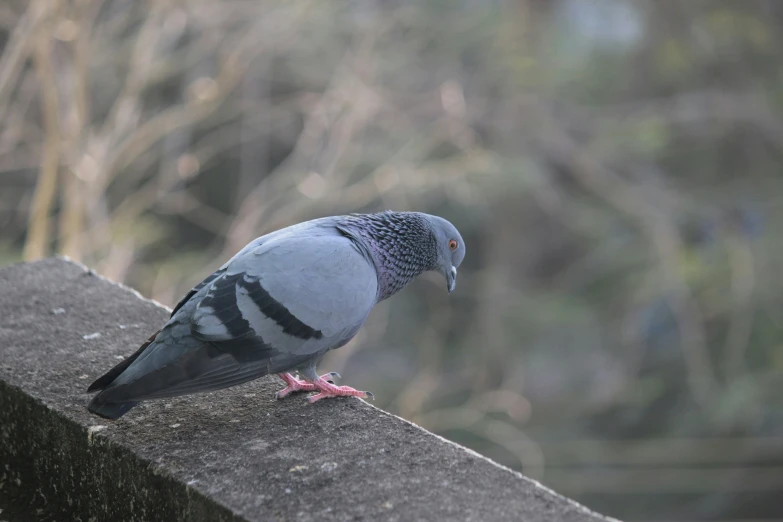 a pigeon sits on a wall while looking at soing