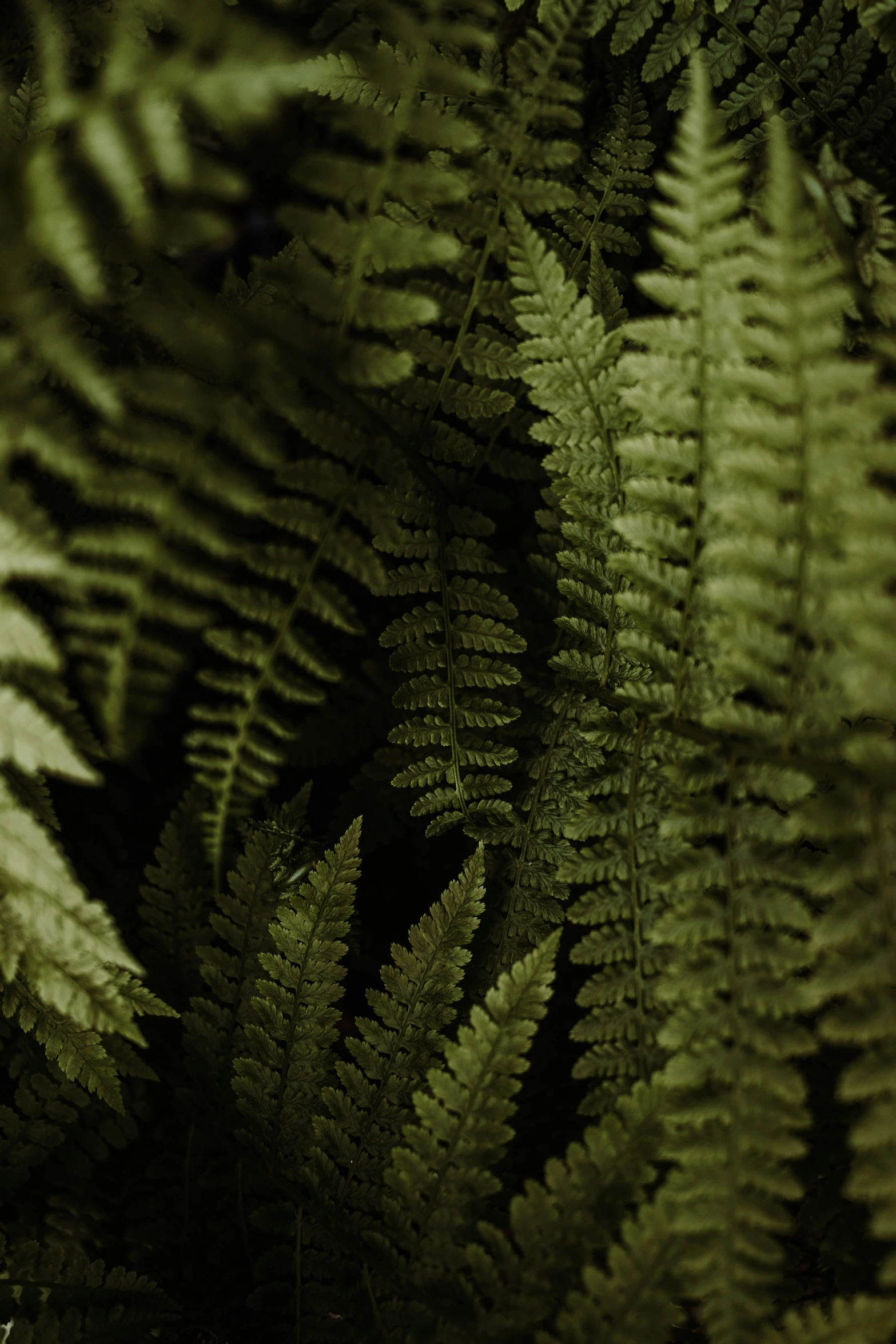 a very pretty plant with green leaves