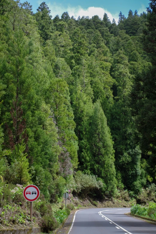 a red and white road sign next to a forest