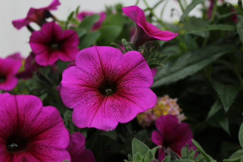 purple petunias are growing in a garden