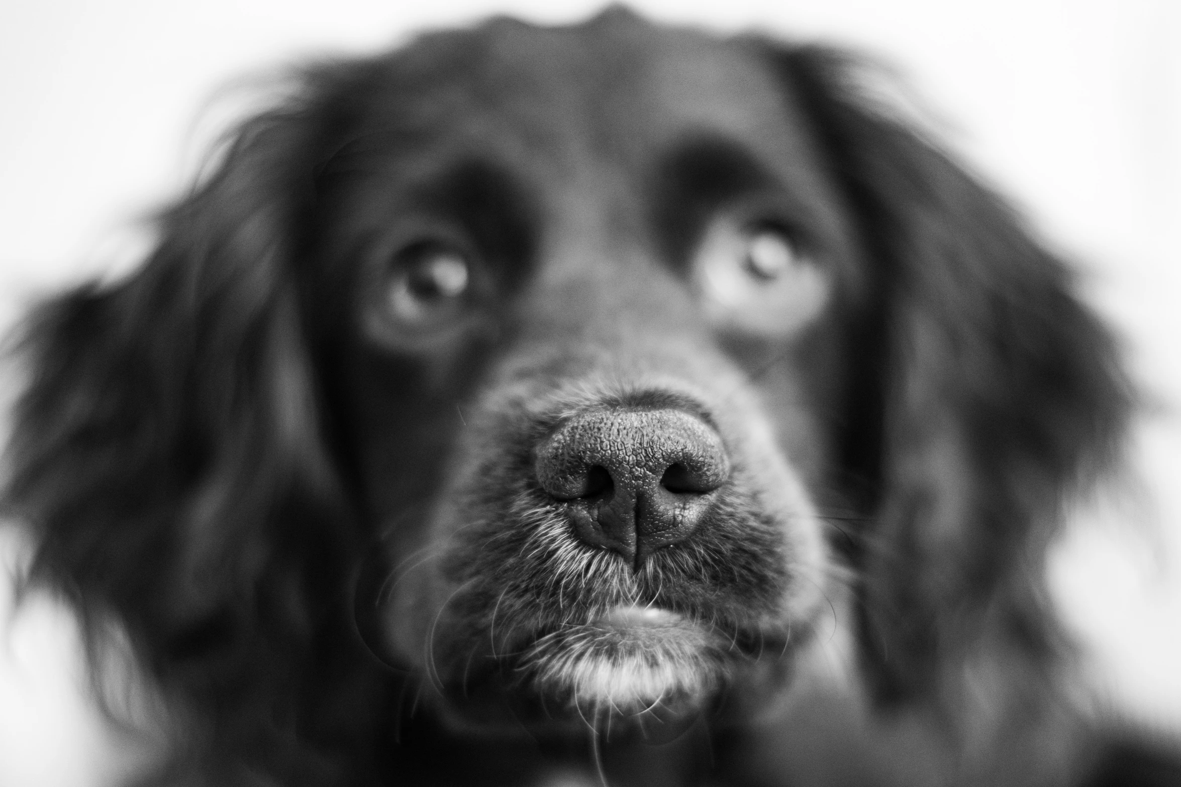 black and white pograph of a dog's face with an expression