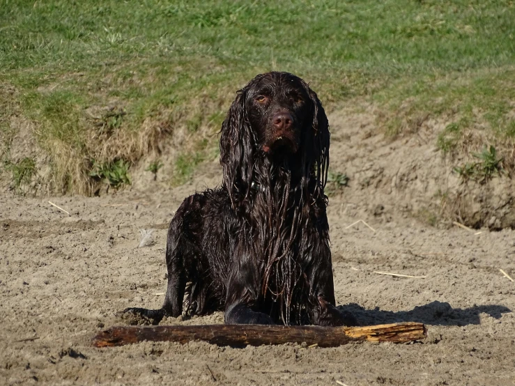 a brown dog sitting in the dirt covered in water