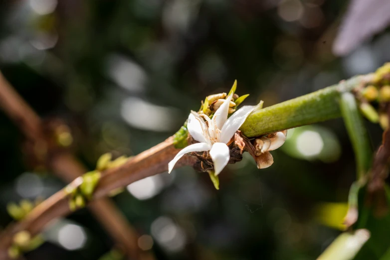 a flower that is on a small tree