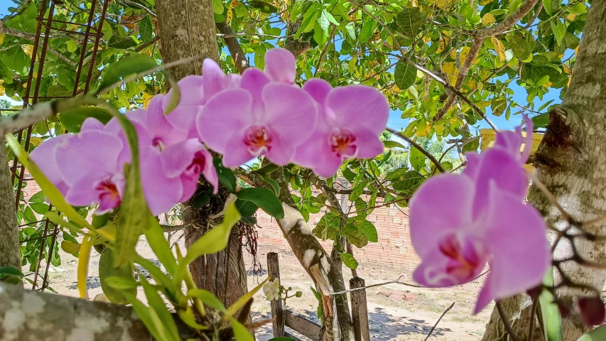 pink flowers are blooming on the stem in the garden