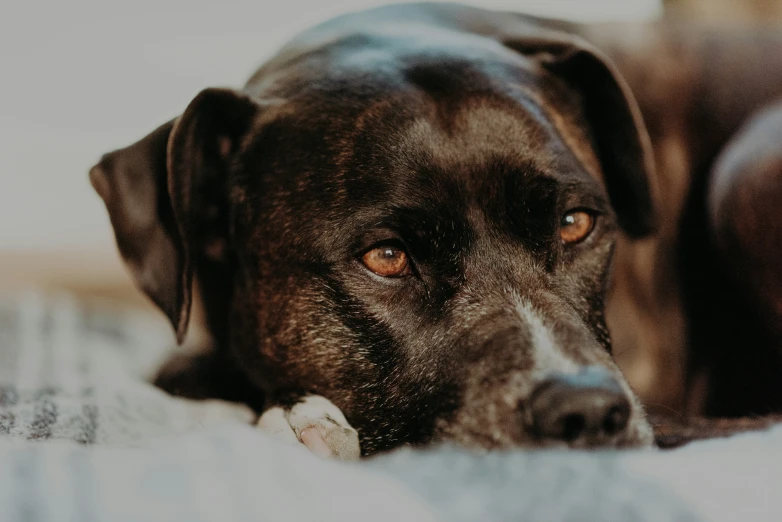 a dog looks off into the distance on a blanket