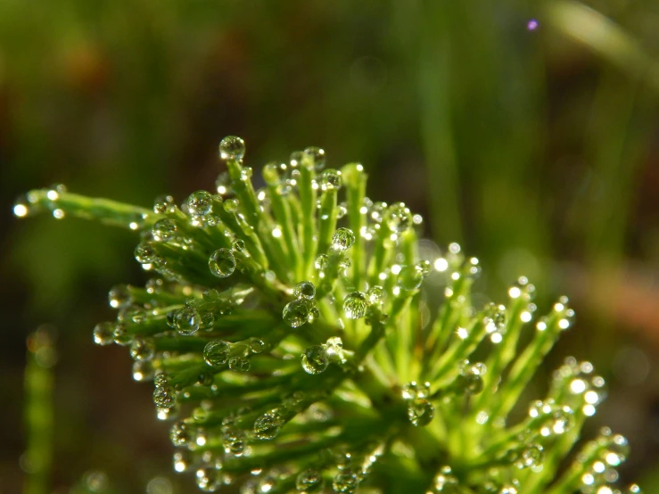 water droplets on the green surface of some type of plant