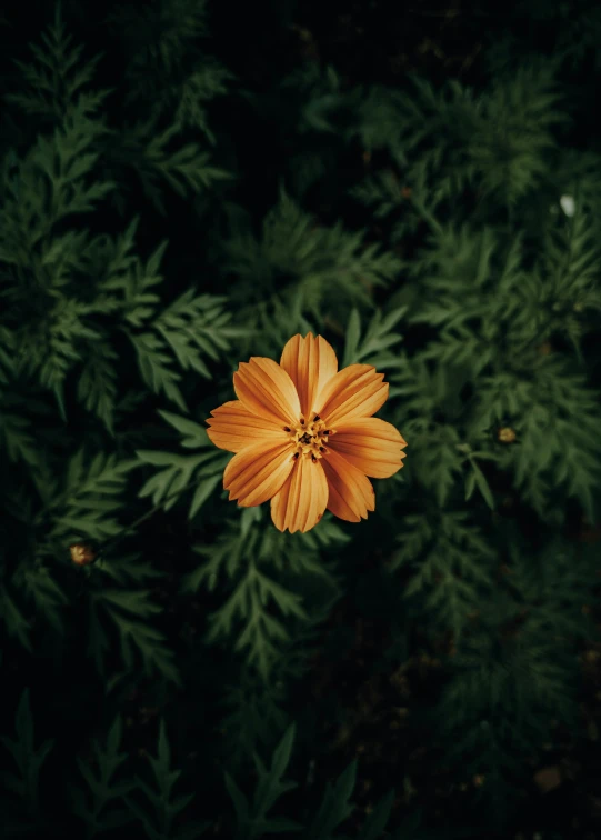 a close up view of an orange flower near a leafy green bush