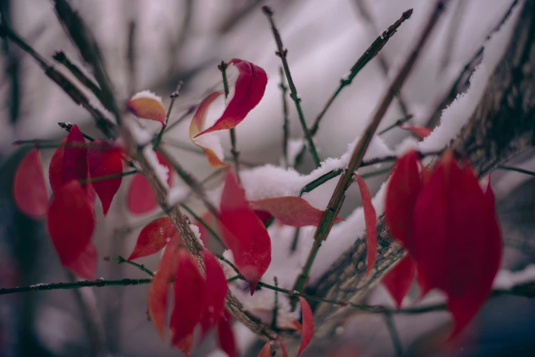 flowers and leaves with snow all around them