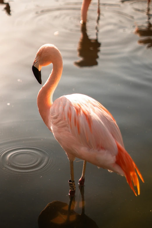 the flamingo is standing in the water with two birds