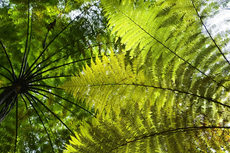 a fern leaf on the side of a tall tree