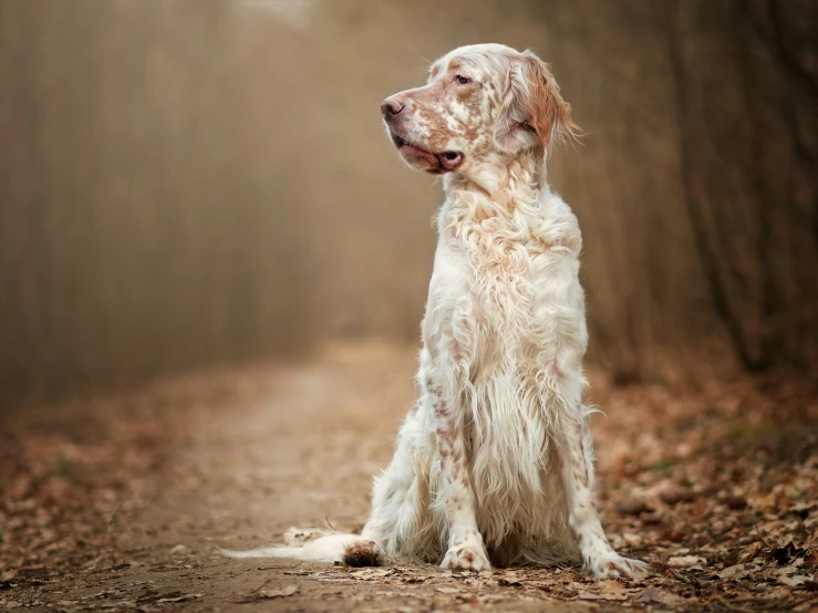 an old breed cocker spaniel sitting down on a path