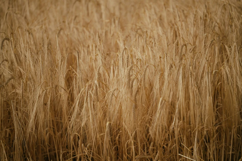 wheat stalks in the sun, still dry, looking like it was on fire