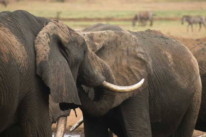 several elephants standing next to each other in a field