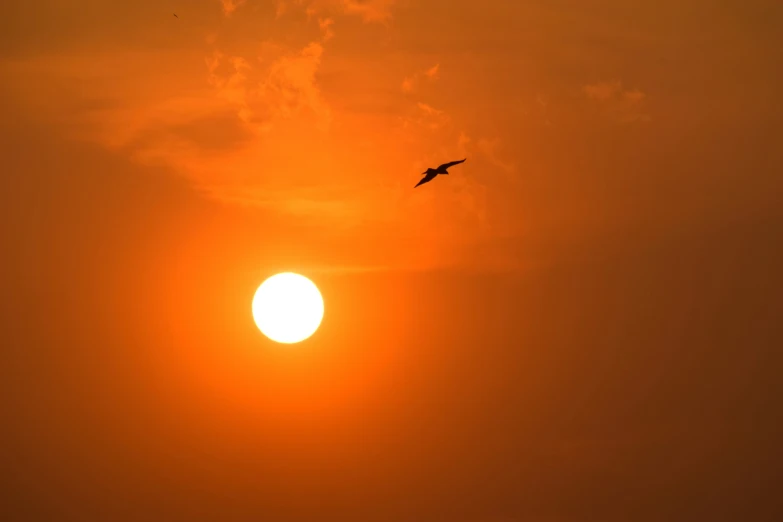 a bird flying at sunset with the sun in the background