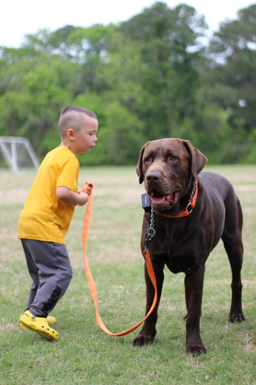 a boy walks a large dog while another dog stands next to him