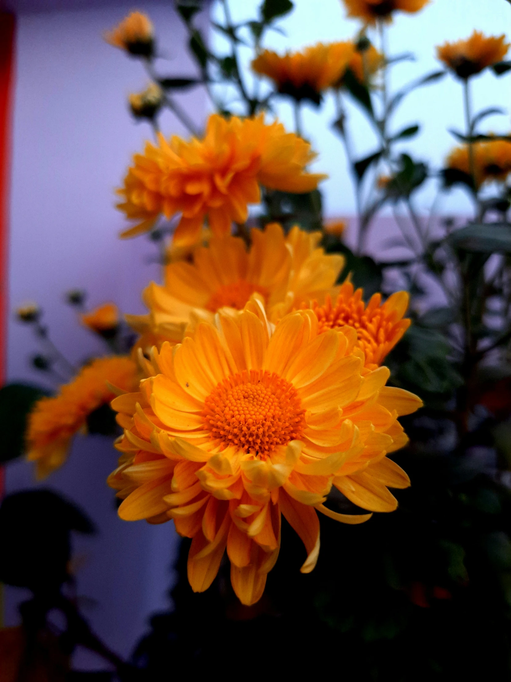 yellow flowers are shown against a building background