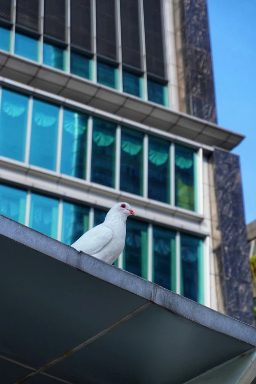 white bird perched on ledge next to large building