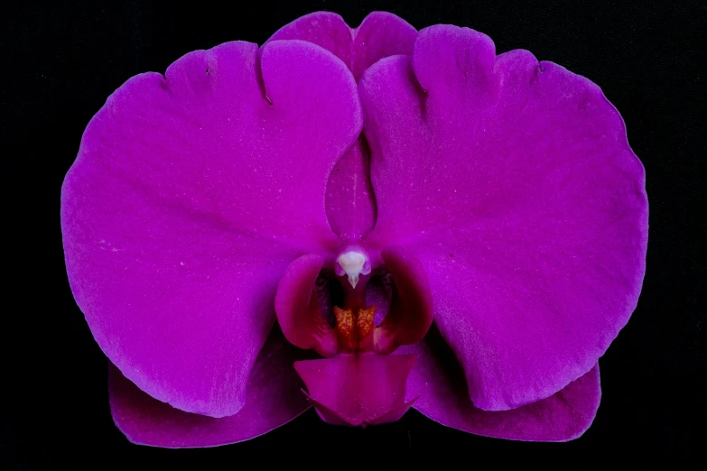 the pink flower on a black background