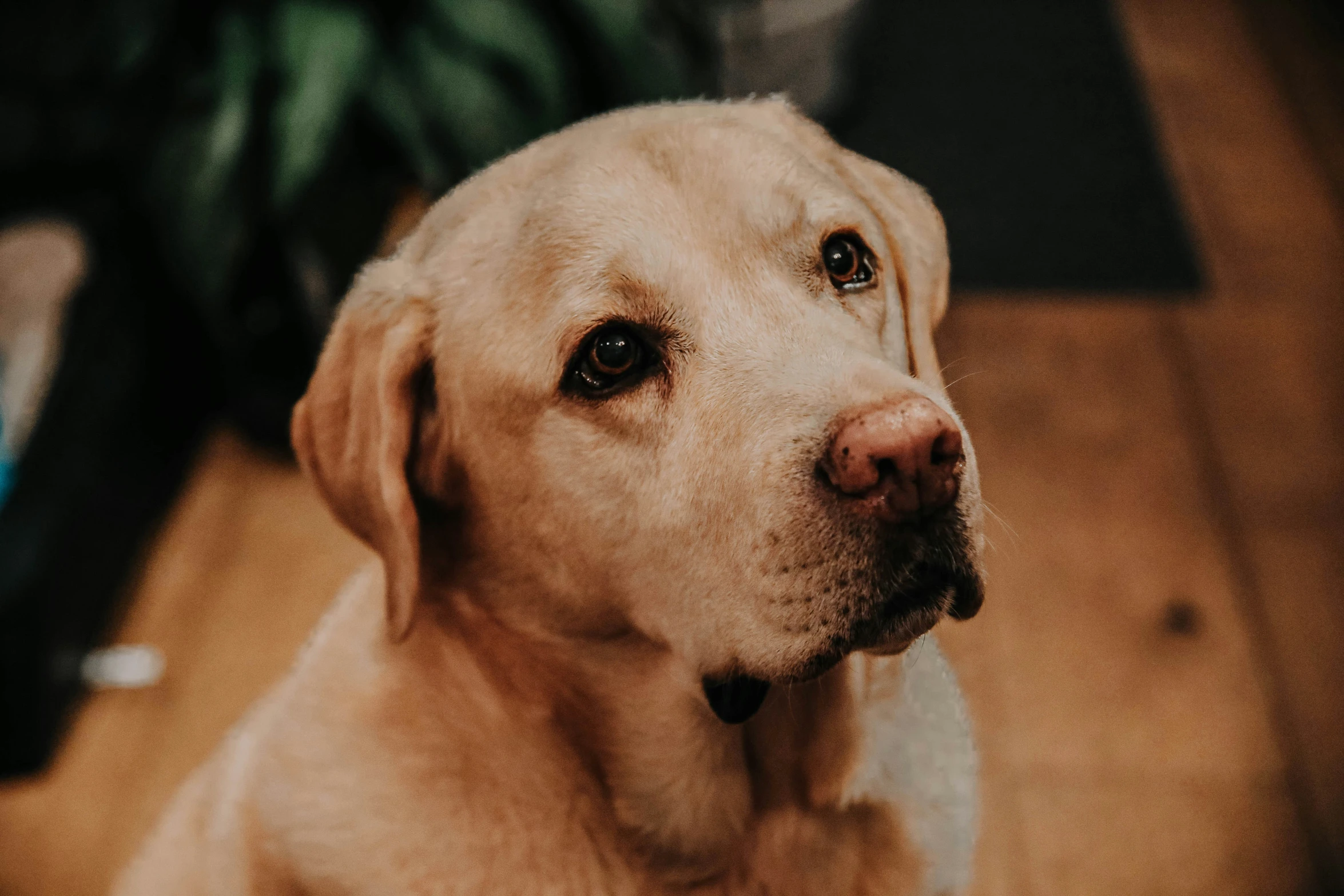 a close up view of a very cute dog