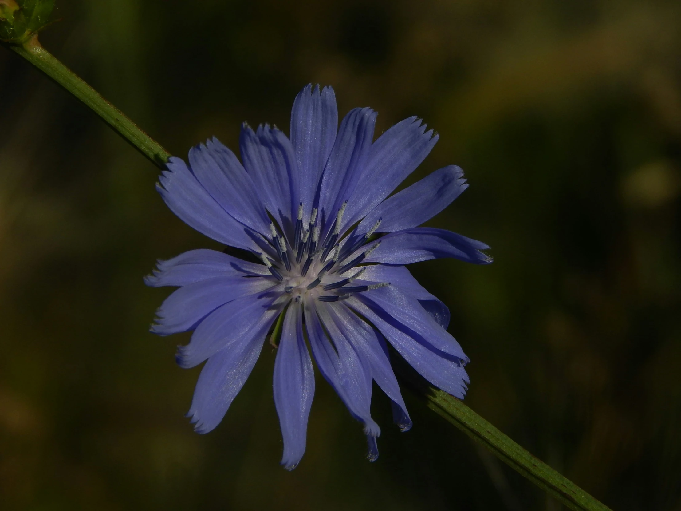 a blue flower sitting on top of a green stem