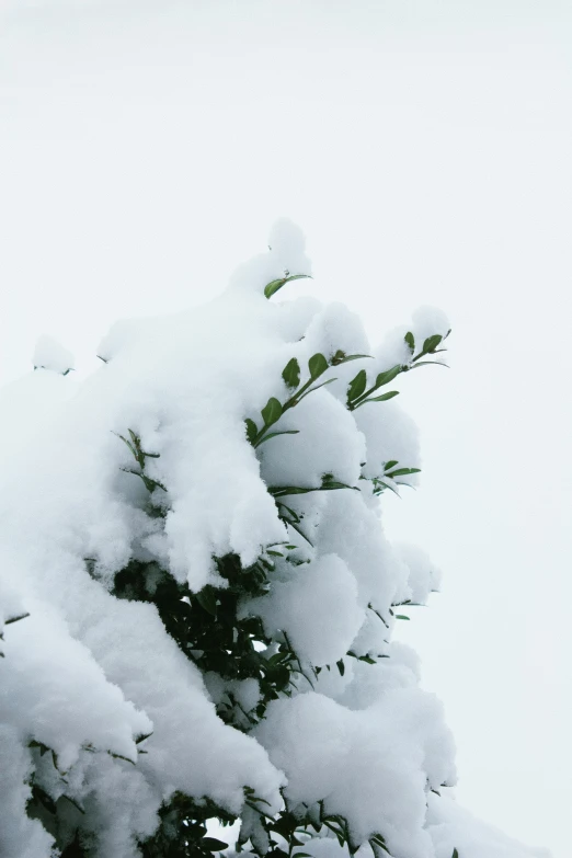 a large snow covered tree next to the mountain