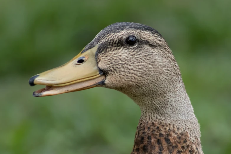 a closeup of a duck with a blurry background