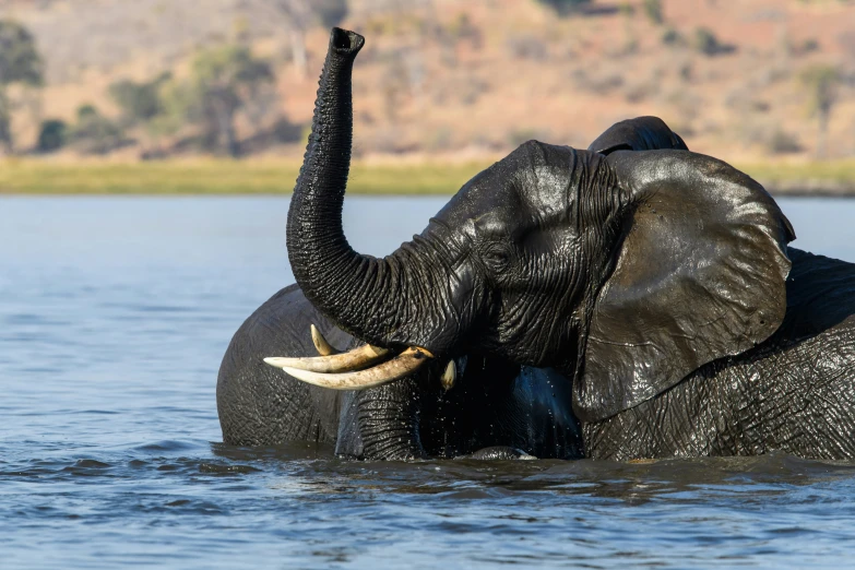 an elephant taking a bath in a river