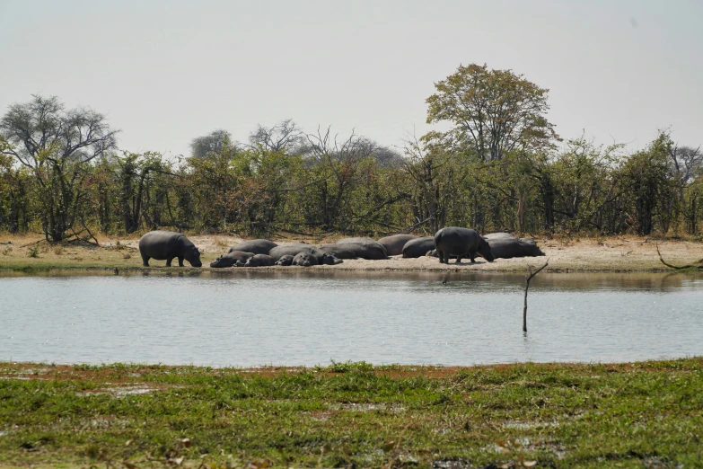 hippos are standing at the edge of a body of water