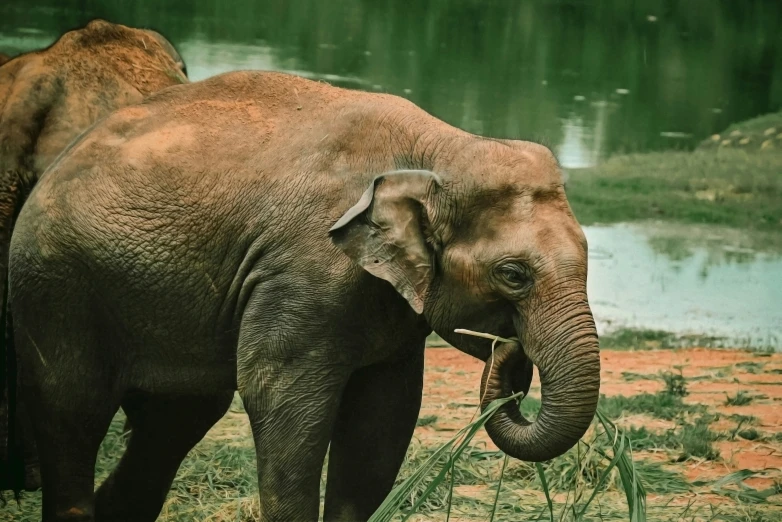 an elephant eating some plants near water