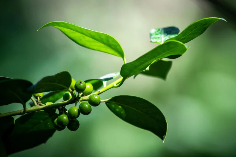 the leaves of a plant with buds and green leaves