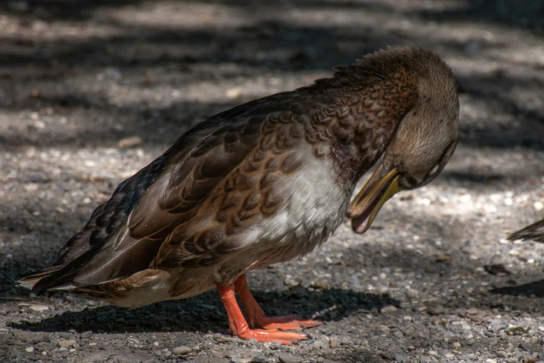 a bird with its head down is on a gravel ground