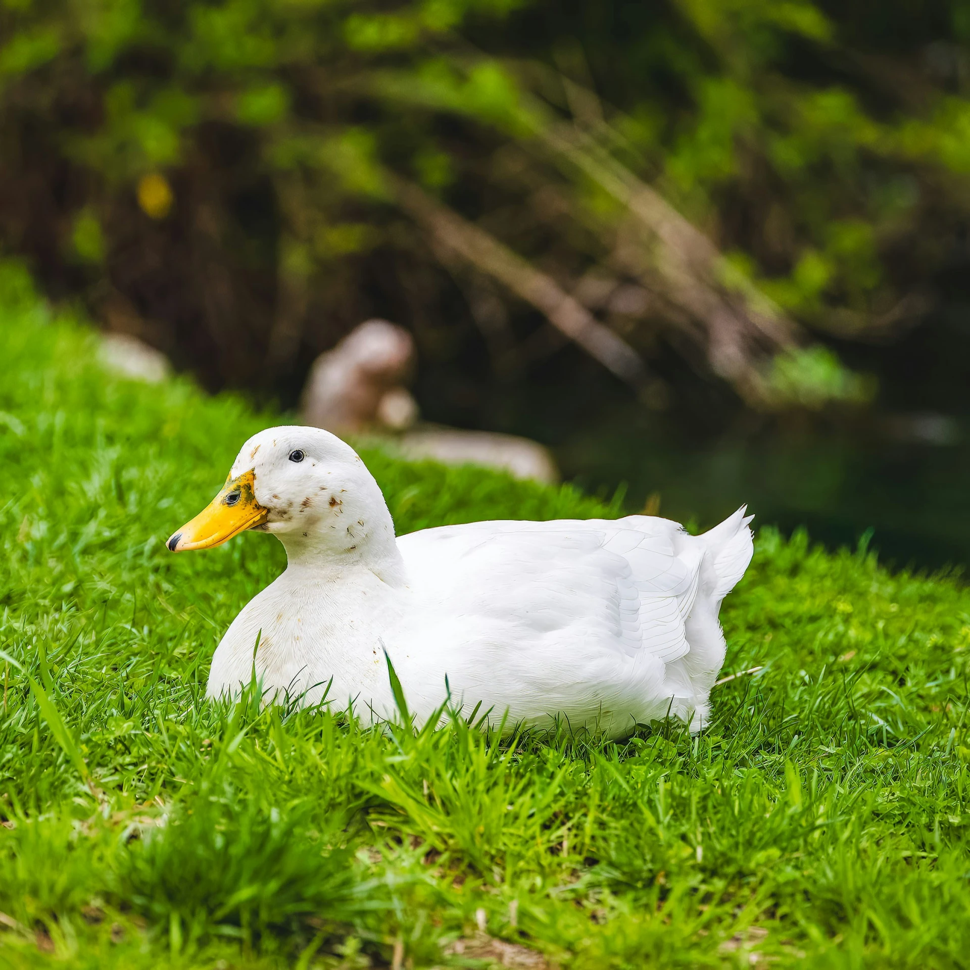 a white duck in the grass by some water