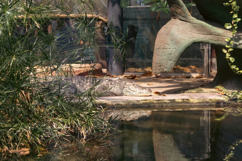 a tree with its trunk in the water