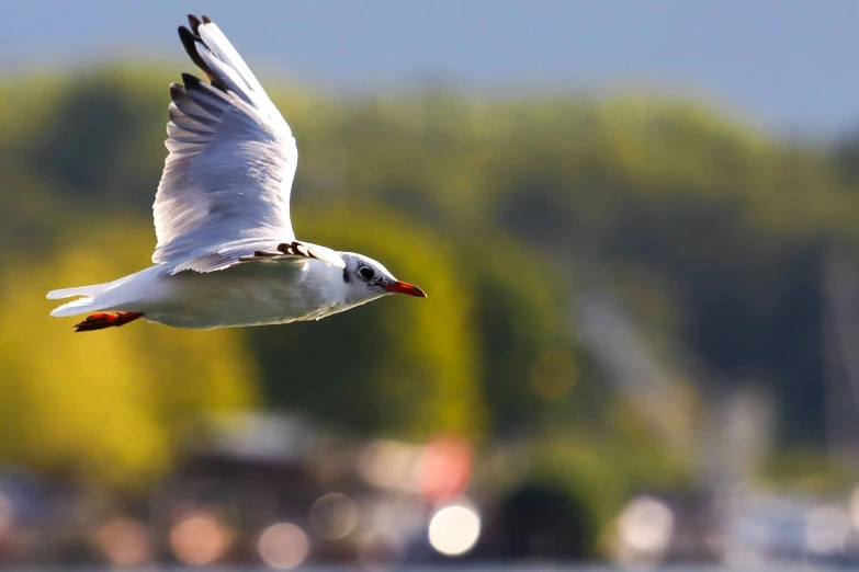 a bird flying above the water during the day