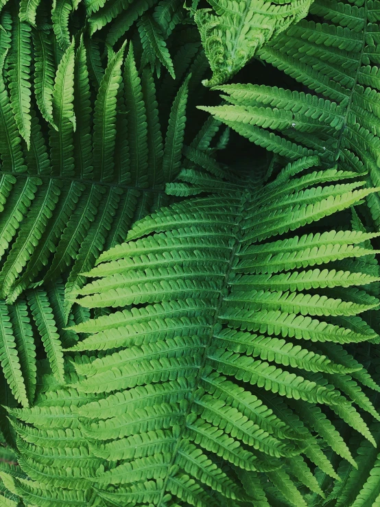 large fern leaves surrounding an image of another plant