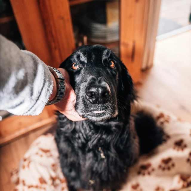 a black dog is looking up while someone takes a po